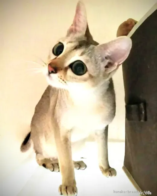 後悔しないために:良い深谷 猫 ブリーダーの見分け方