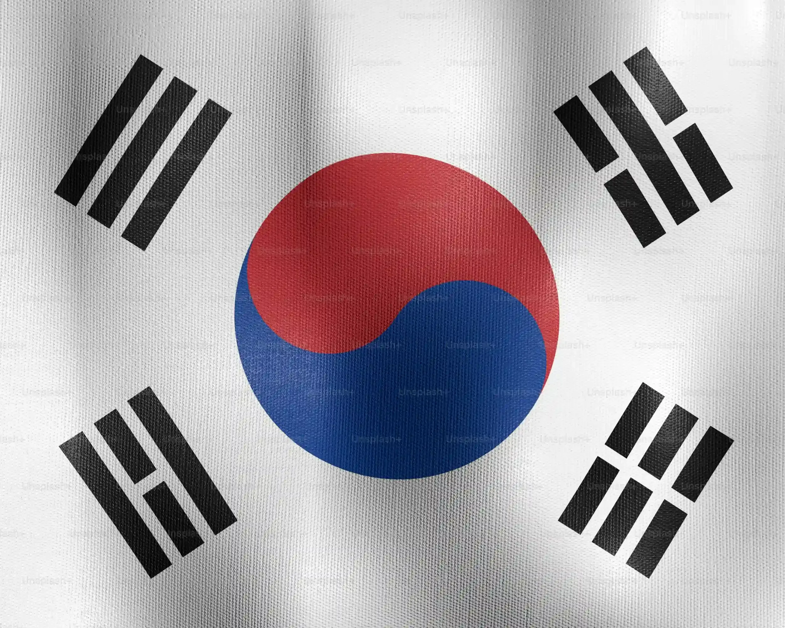 後悔しないための韓国 猫 ブリーダー選びと心構え