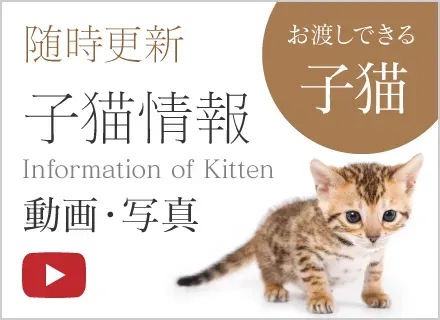 後悔しない!優良ブリーダーを見つけるためのチェックポイント