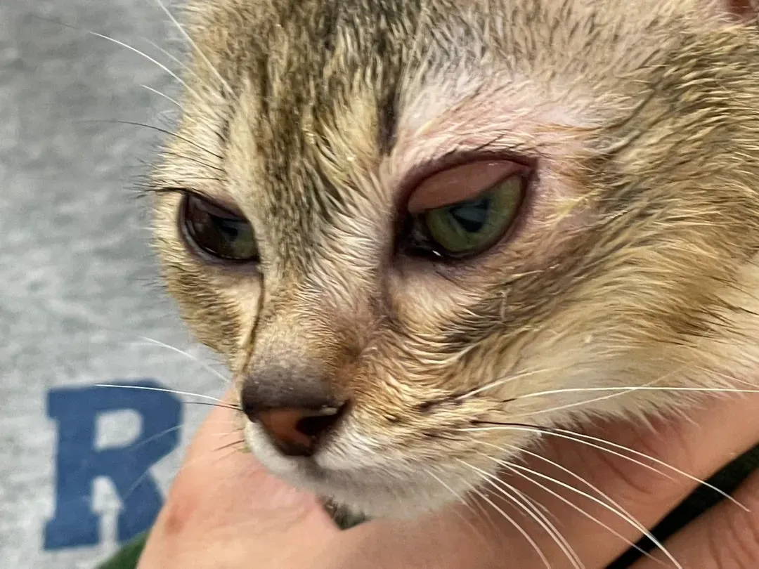 悪質ブリーダー リスト 猫?その情報、本当に大丈夫?