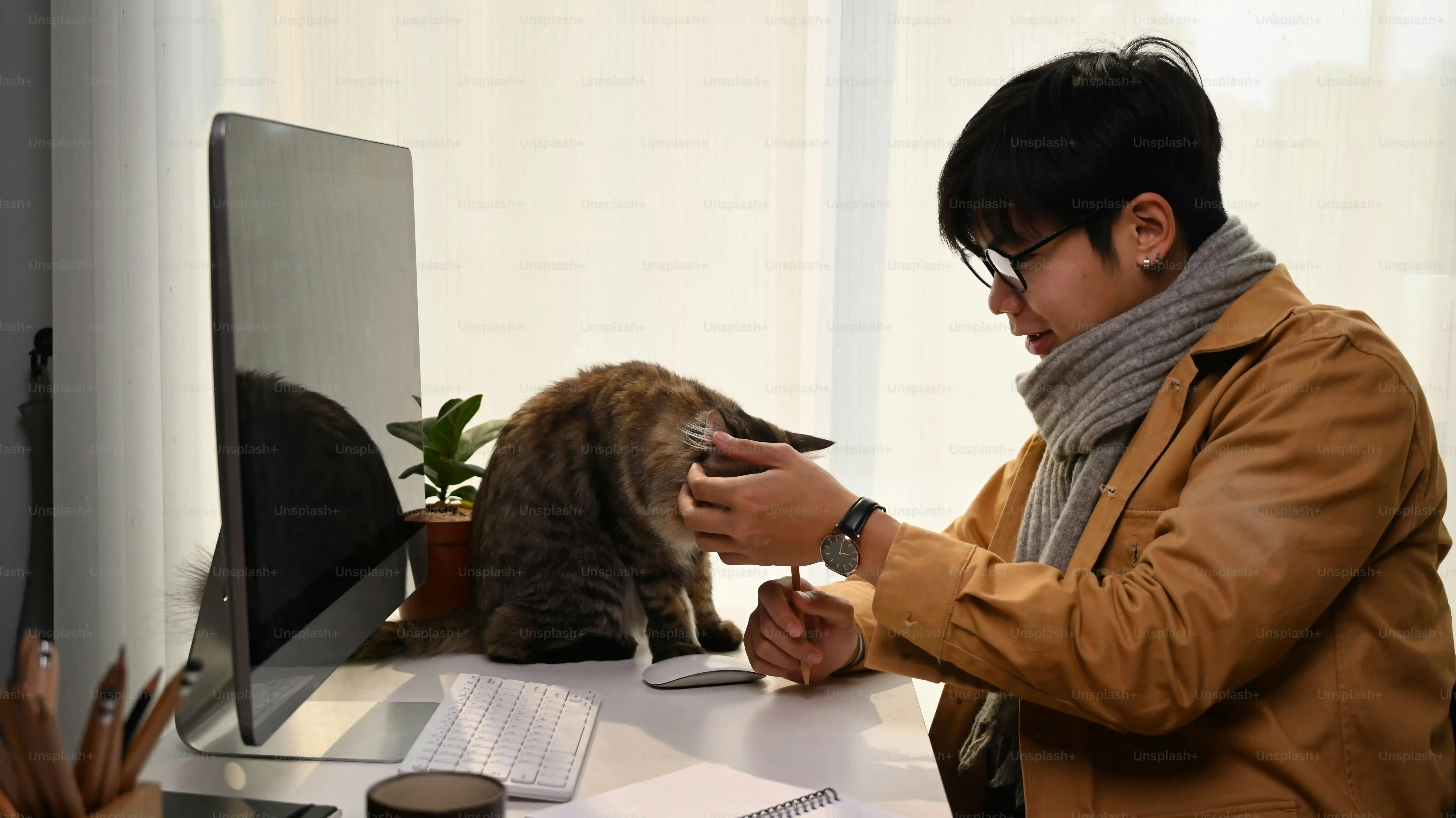 愛知 県 猫 ブリーダーでラグドールを見学する際のチェックリスト