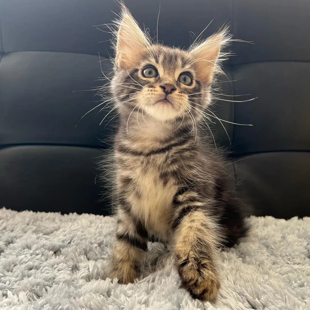 愛知でメインクーンの子猫を探すなら?ペットショップ vs ブリーダー