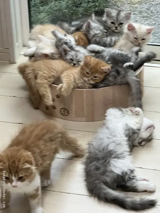 改正動愛法で変わったこと:猫の繁殖は何歳まで?