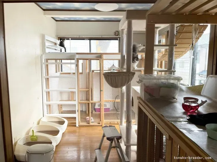 新しい「猫 ブリーダー 部屋」へ:子猫を迎える準備と心構え