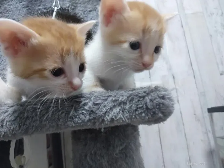 新しい家族、「0円 猫」との生活シミュレーション