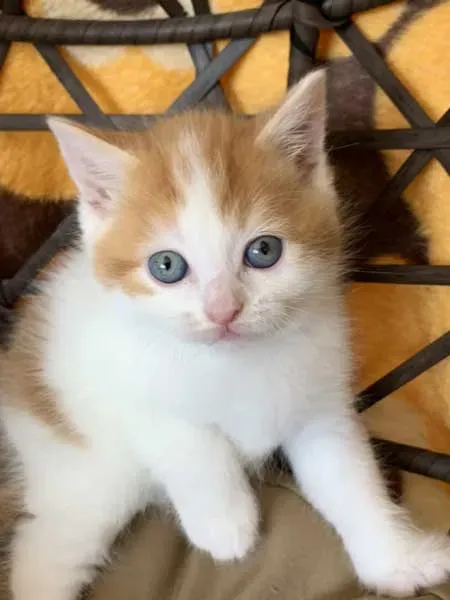 新しい家族、猫との暮らし：責任ある飼い主になるために