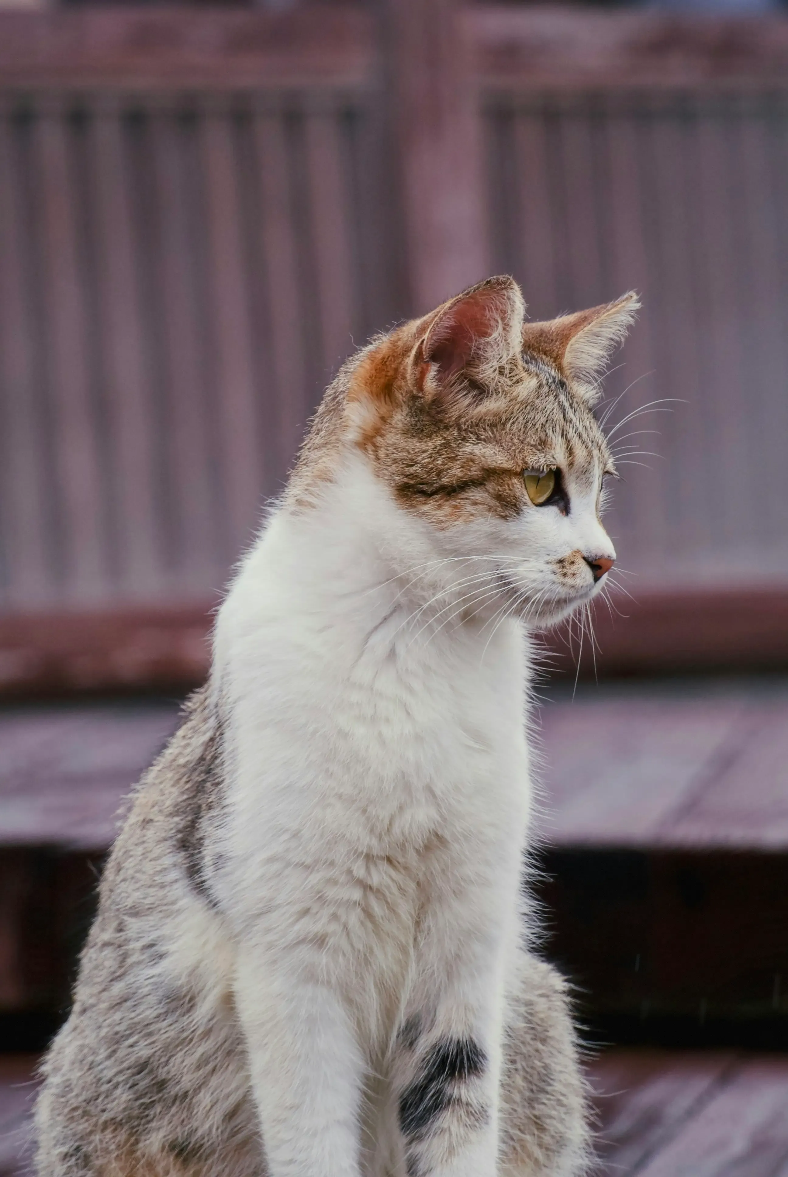 新しい家族(猫)を迎えるための準備と心構え