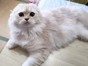 新潟 猫 ブリーダーを探す前に知っておくべきこと