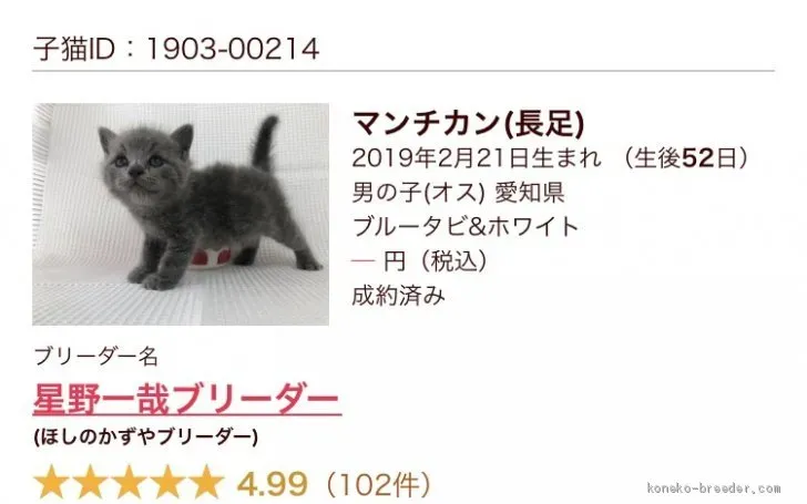 星野ブリーダーで人気の猫種:ノルウェージャンからロシアンブルーまで