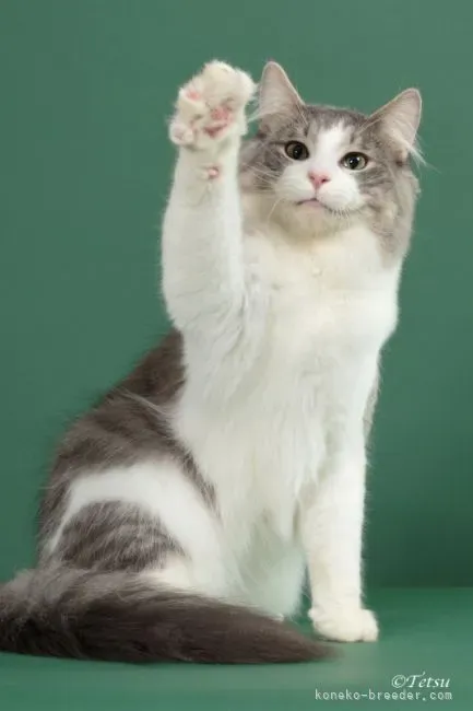 本庄市で猫を迎えたいあなたへ:ブリーダーという選択肢