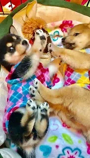 本庄市周辺で猫を探す:ブリーダー以外の方法も知っておこう