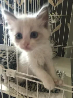 村山 博 一 ブリーダー 猫とは?どんな猫がいる?