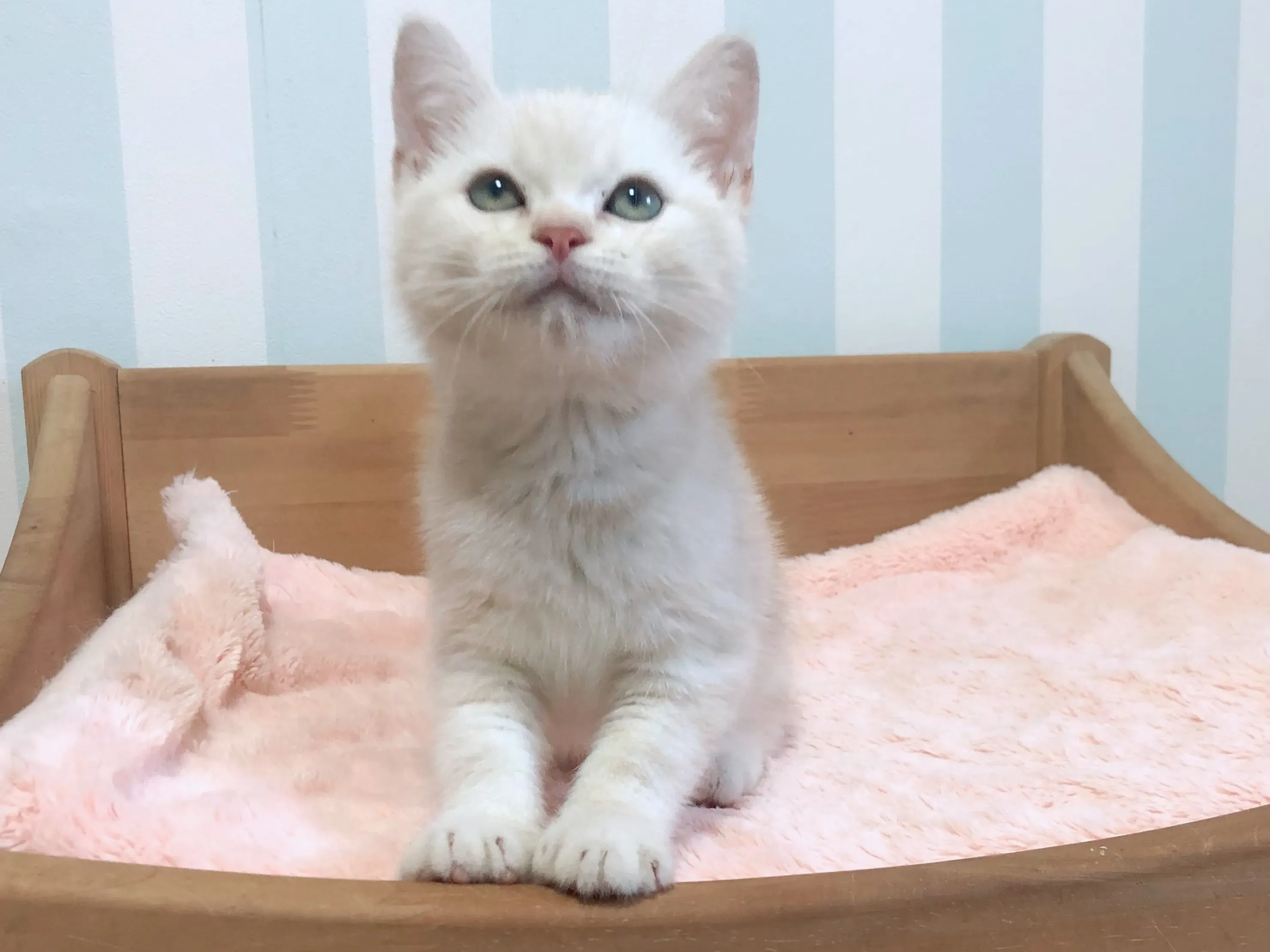 東京で「日本 猫 ブリーダー」を探す前に知っておくこと
