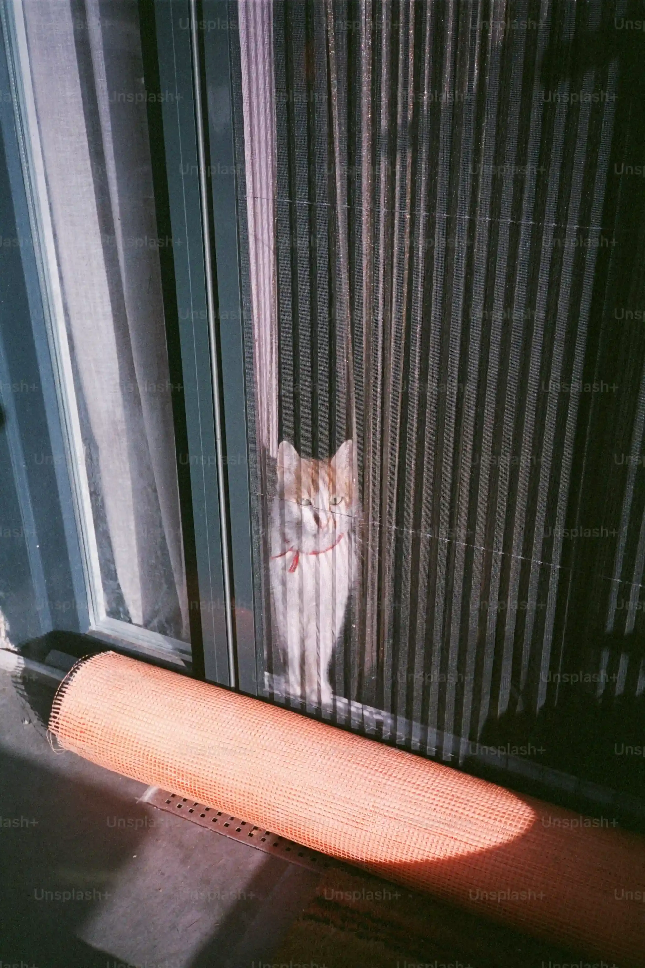 東京猫ハウスでの見学:子猫との出会い方