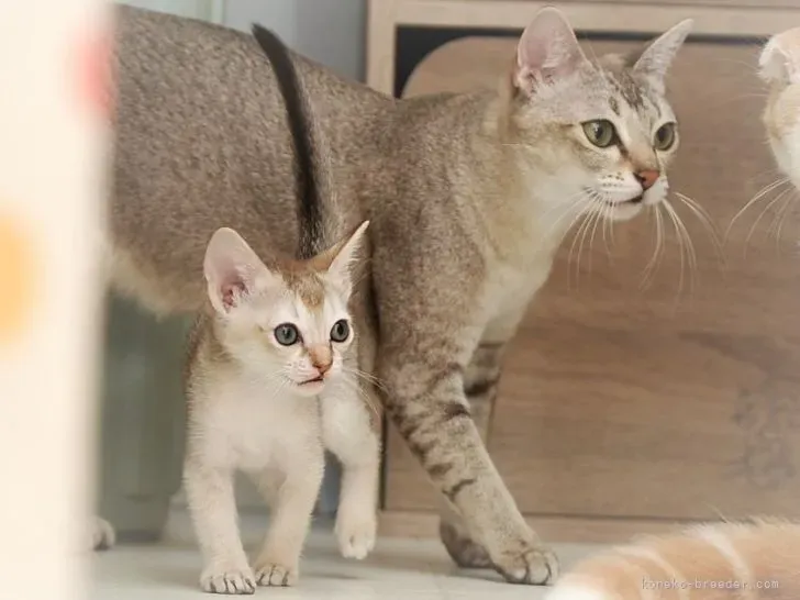 松原で猫との幸せな暮らしを始めるために