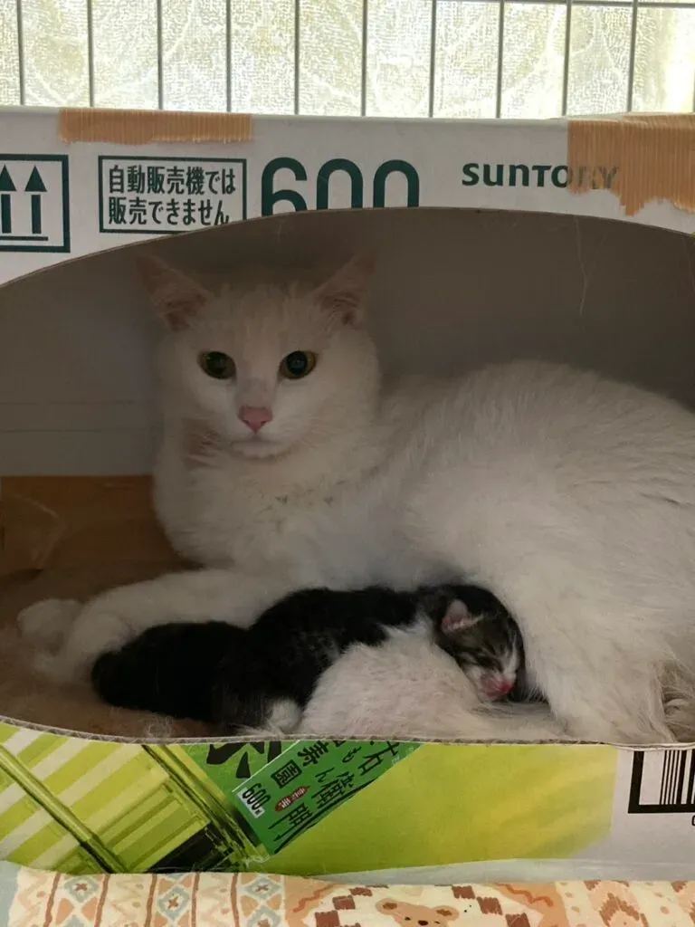 松山市で猫を家族に迎える:ブリーダー選びの第一歩