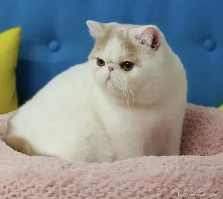 松戸で猫を探すなら:ブリーダーという選択肢