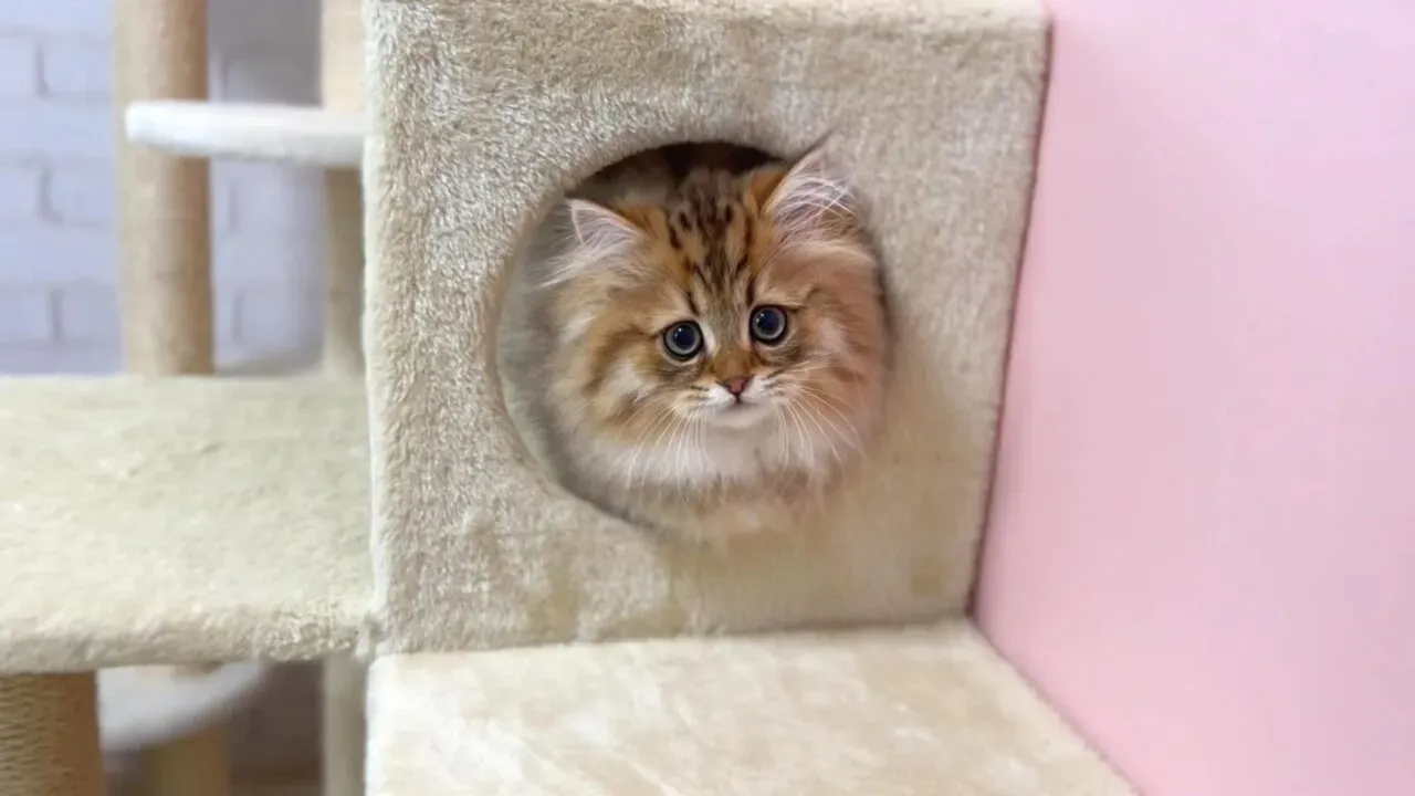 松戸市での猫との暮らし：里親になるメリットと覚悟