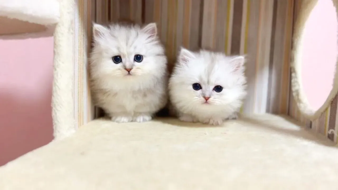 松戸市で猫を探したいあなたへ：ブリーダー以外の選択肢