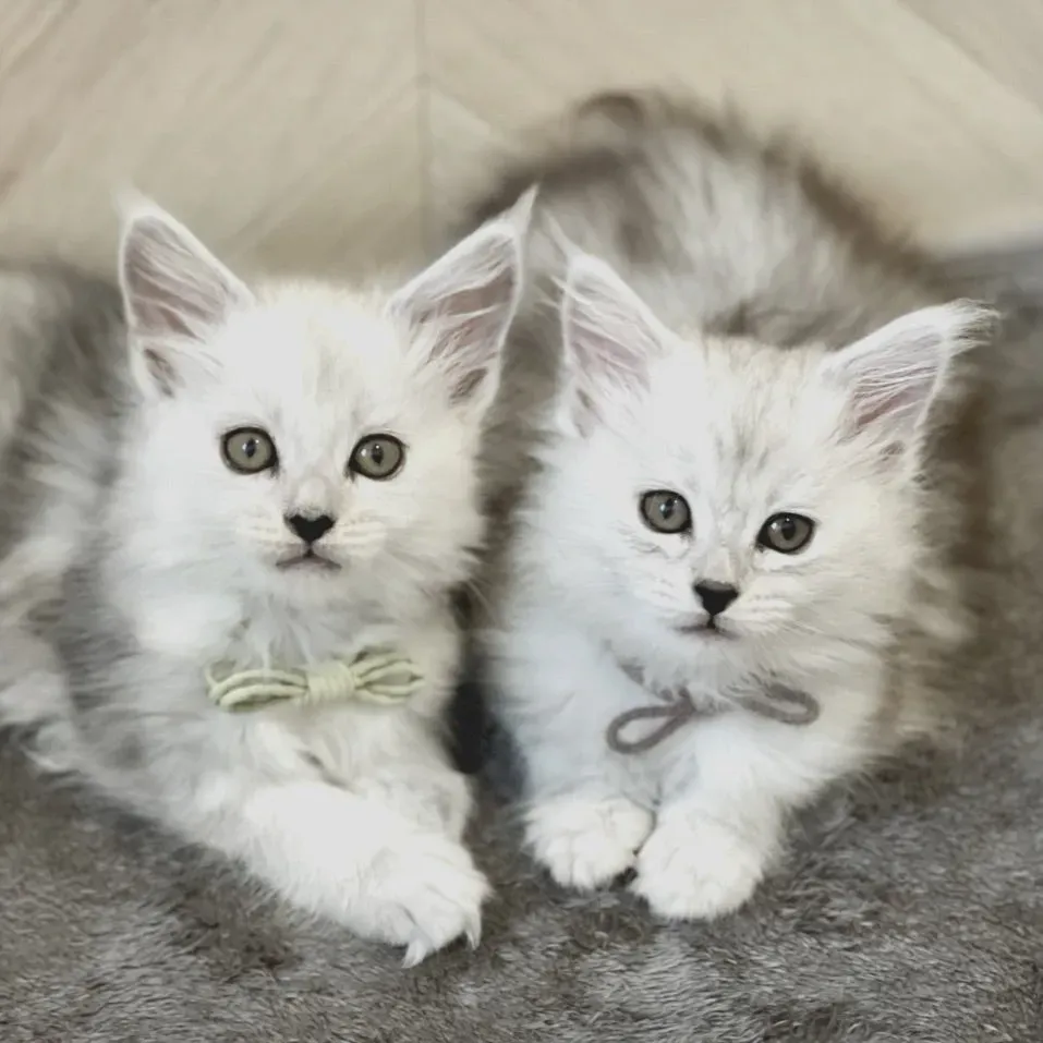松本 市 猫 ブリーダーから子猫を迎える準備と流れ