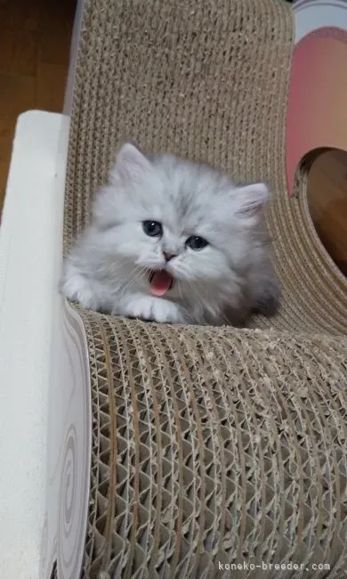 松本市で猫を迎えたい：ブリーダー探しのきっかけ