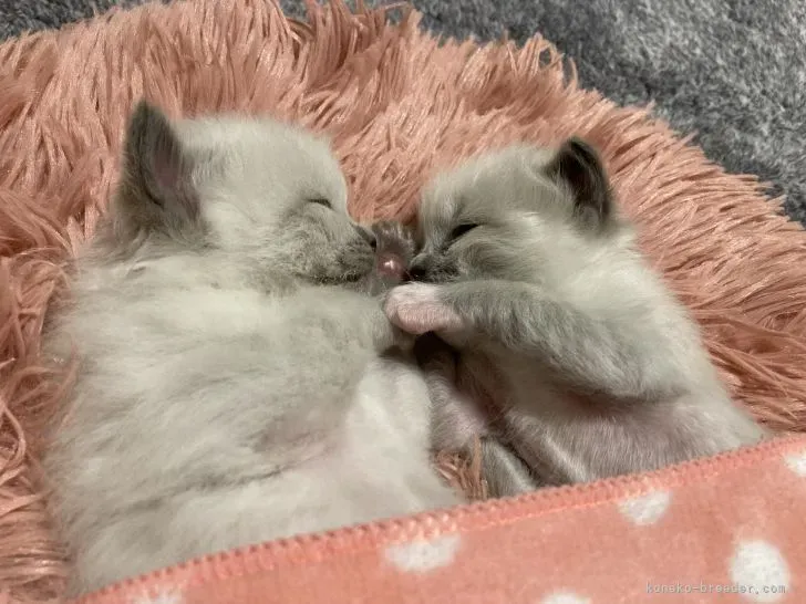 松阪市で猫と暮らす選択肢：ブリーダー？保護猫？