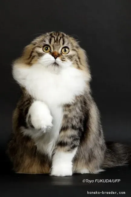 柏 猫 ブリーダーから子猫を迎えるメリット・デメリット