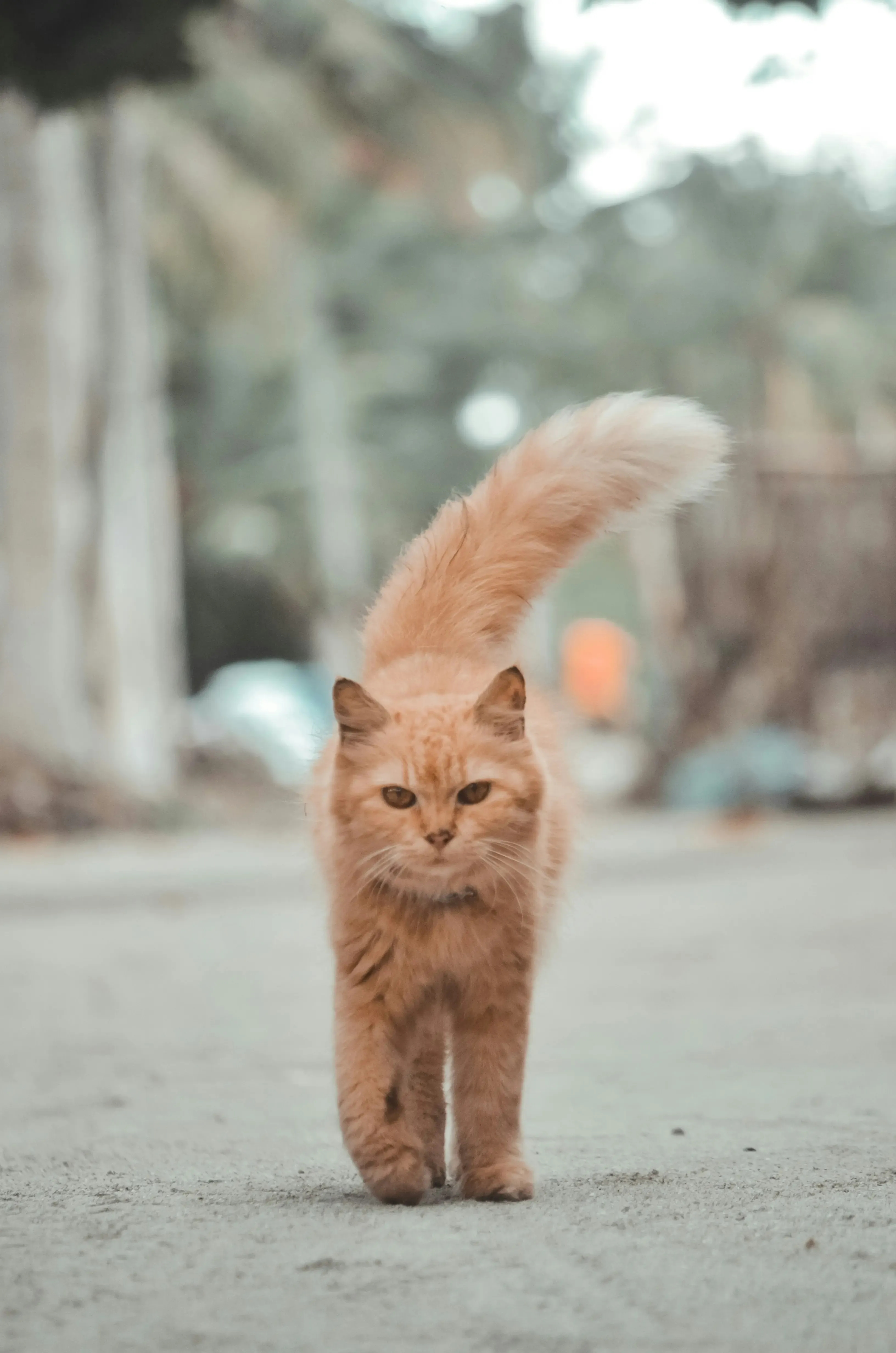 柏 猫 ブリーダーに会いにいく!見学時のチェックポイント
