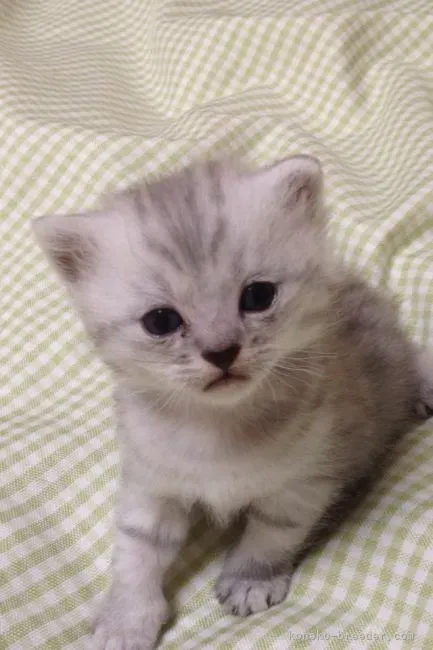 沼津市で猫を探すなら?ブリーダー?それとも譲渡?
