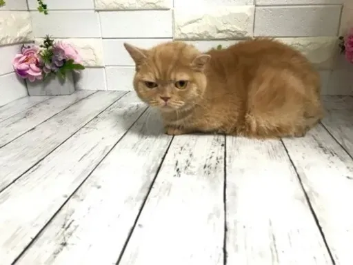 深谷で猫を探すなら? 深谷 猫 ブリーダーを考える前に