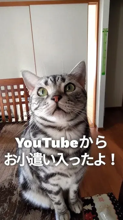 無職で猫を迎えるための具体的な準備と覚悟