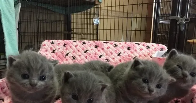 焼津で猫を探す:ブリーダー?それとも里親?