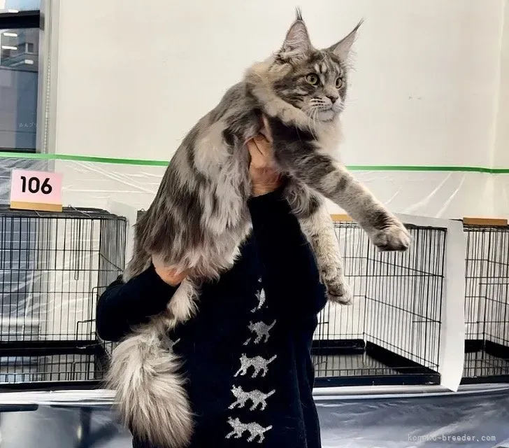 熊本の猫ブリーダーから子猫を迎える:準備と心構え