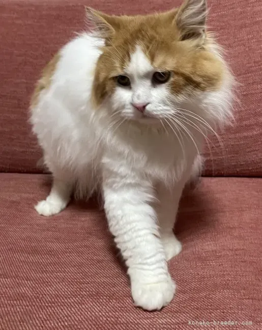 熊本の猫ブリーダー選びで後悔しないためのチェックリスト