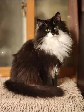 猫 ブリーダー ノルウェー ジャンから迎えるってどうなの?メリットと注意点