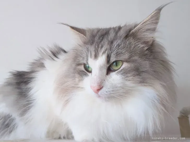 猫 ブリーダー ノルウェージャン探しで失敗しないための注意点