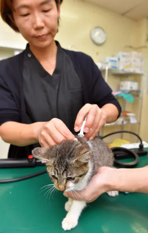 猫 ブリーダー マイクロチップ義務化、これってどういうこと?