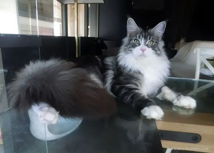猫 ブリーダー メインクーン から子猫を迎える前に知っておくべきこと