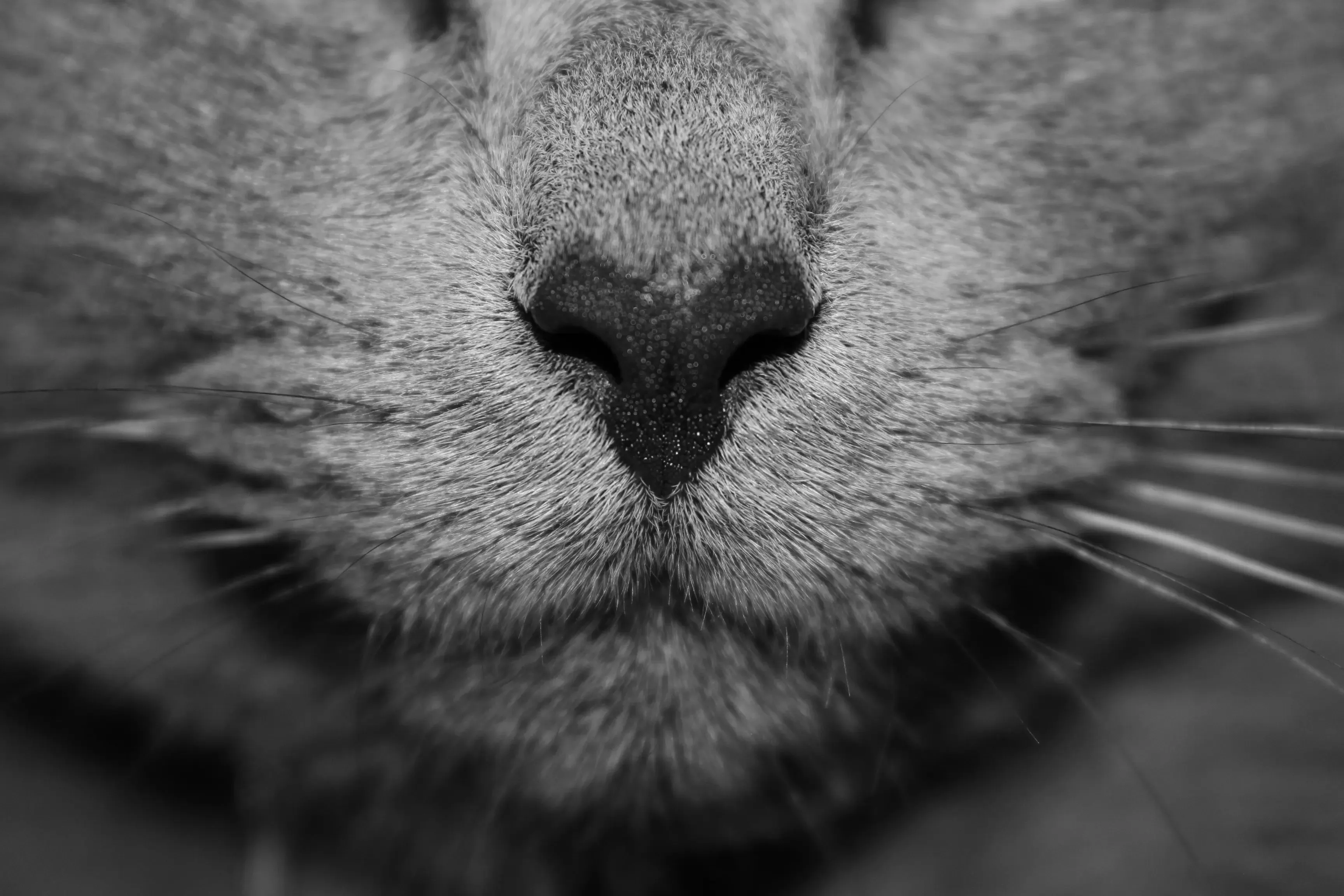 猫 ブリーダー ラガマフィンから迎えるメリット・デメリット