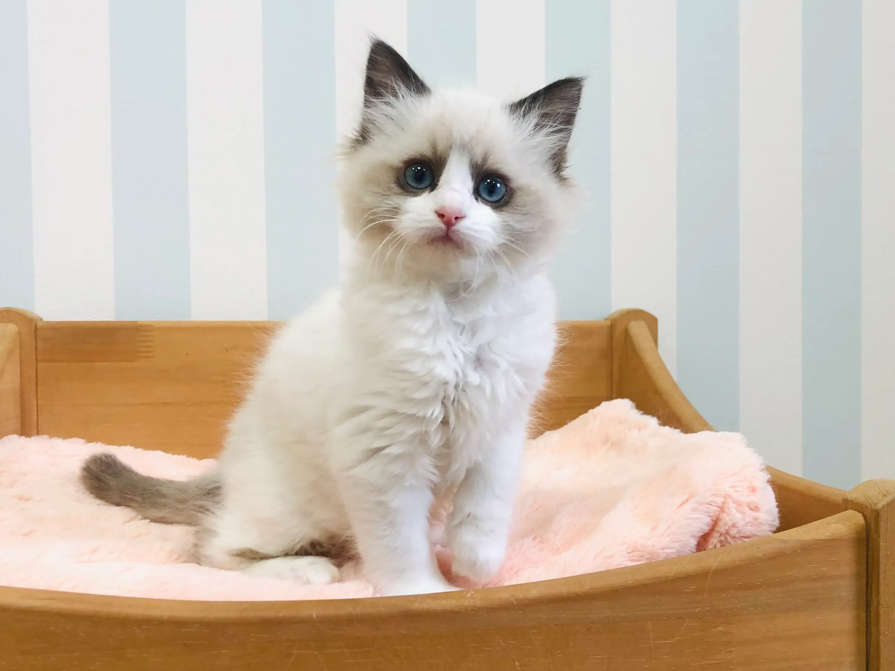 猫 ブリーダー ラグドールから迎える際の流れと注意点