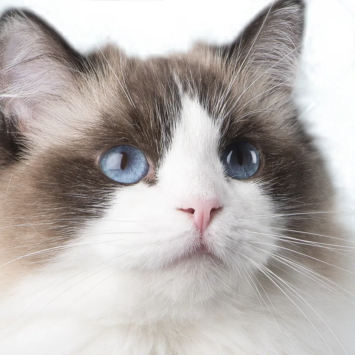 猫 ブリーダー ラグドールを探す前に知っておくべきこと