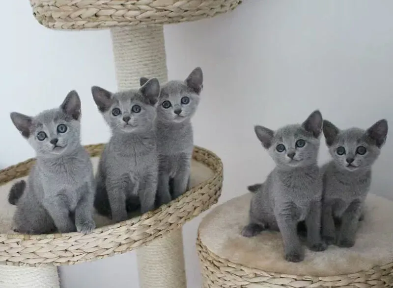 猫 ブリーダー ロシアンブルー、どう探す?信頼できる見つけ方