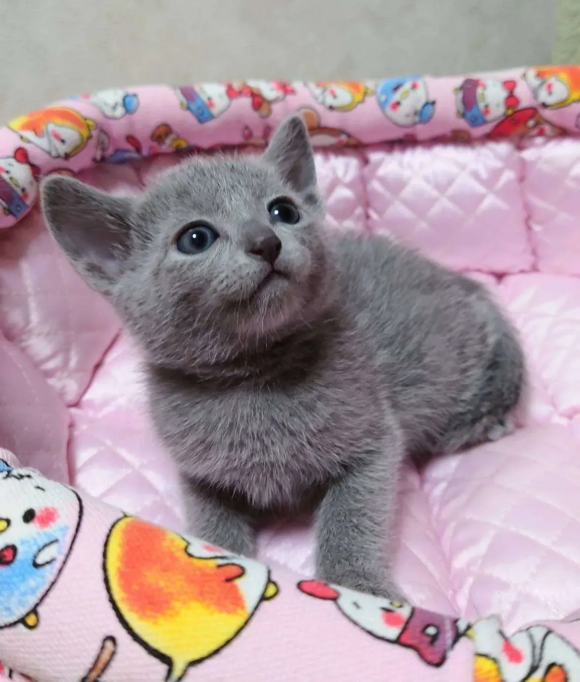 猫 ブリーダー ロシアンブルーから迎えるメリット・デメリット
