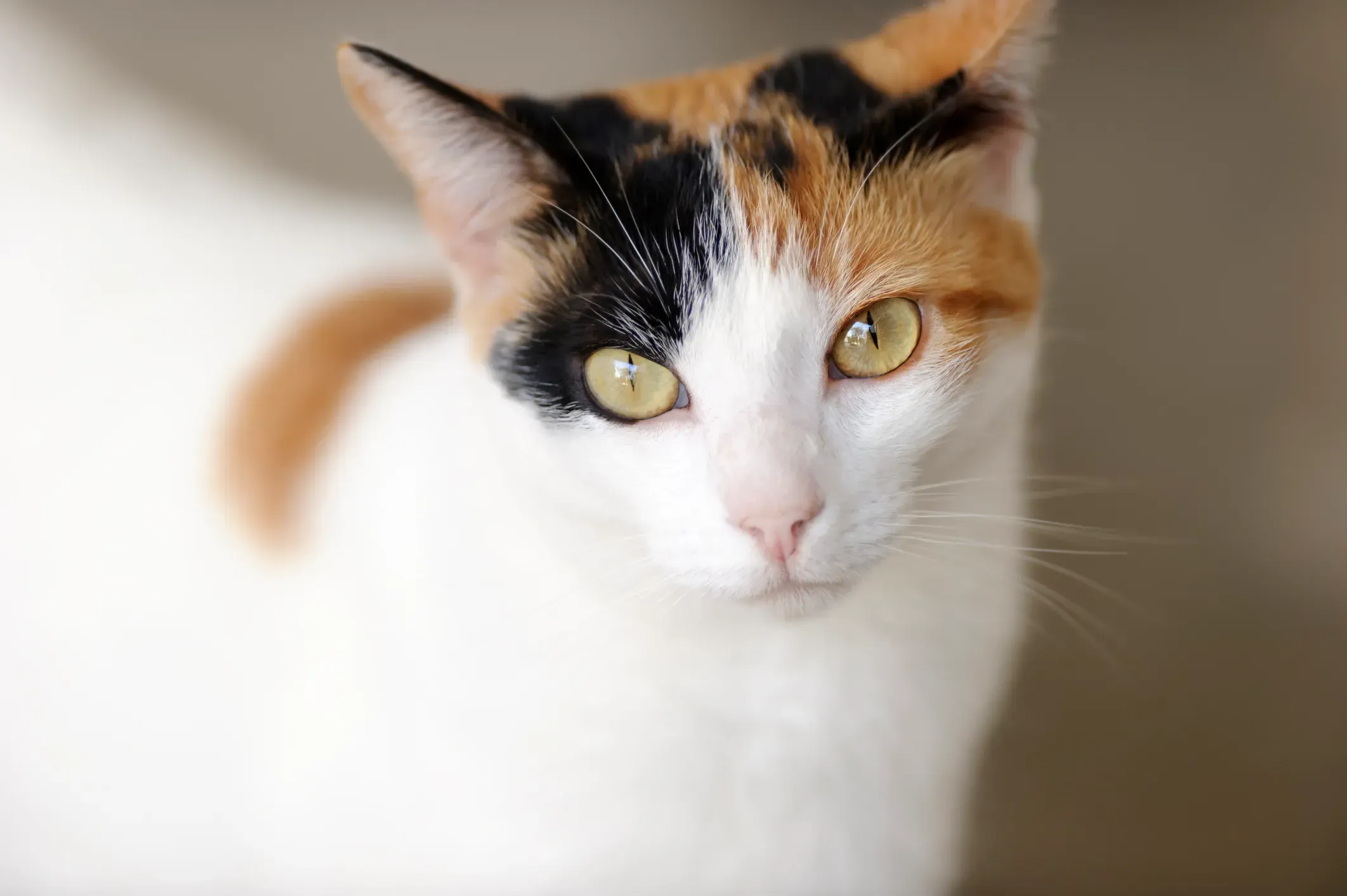 猫 ブリーダー 三 毛 猫から迎える魅力とは?