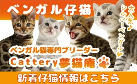 猫 ブリーダー 予約 金の相場と支払い方法