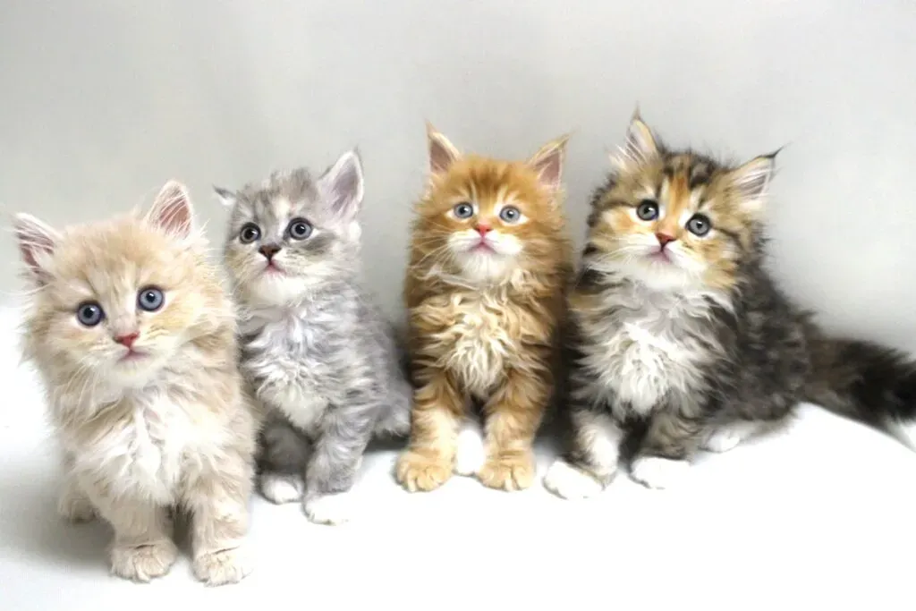 猫 ブリーダー 保護 猫、あなたに最適な出会い方を見つける