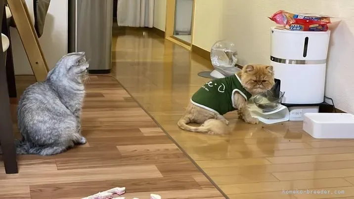 猫 ブリーダー 兄弟、二頭まとめて家族にするってどうなの?