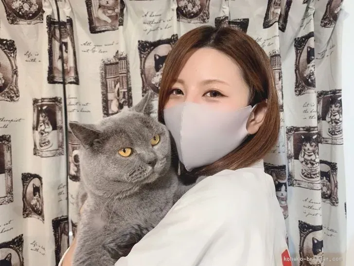 猫 ブリーダー 八王子から迎えた後の生活と知っておきたいこと