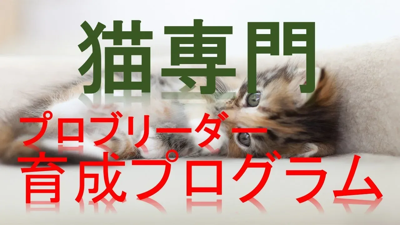 猫 ブリーダー 副業って何?なぜ今注目されるの?