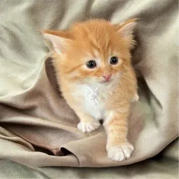 猫 ブリーダー 北海道から子猫を迎える前に知っておくべきこと